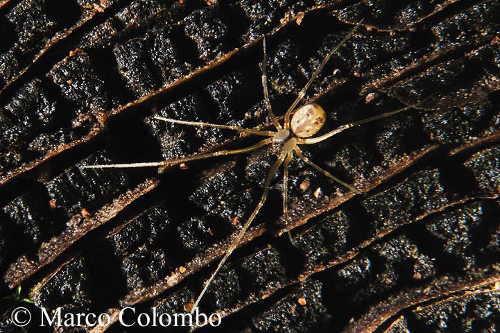 ragno da identificare (Lepthyphantes?)